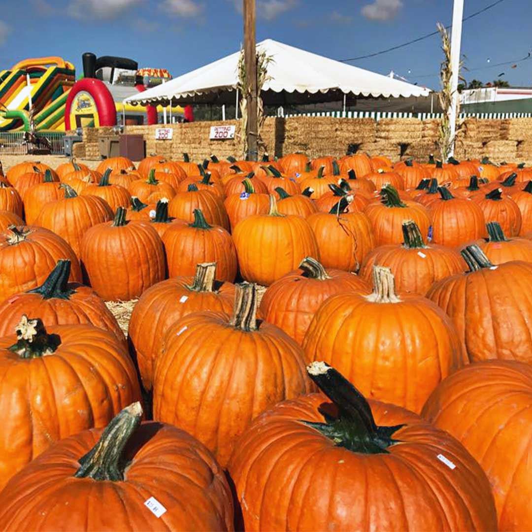 Discover your perfect pumpkin among the vast variety at the Del Mar Fairgrounds.